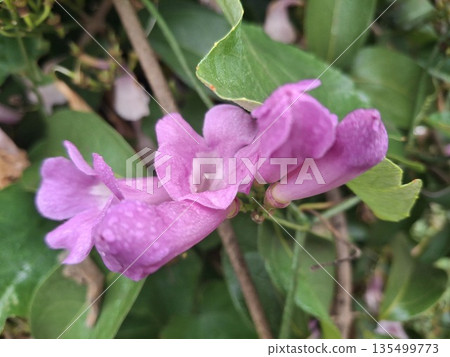 Close-up of pink flower blooming among green leaves, natural garden scenery, vibrant colors, fresh beauty, seasonal floral growth 135499773