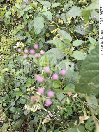 Close-up of small pink blossoms on slender stems, set against lush green foliage 135499774