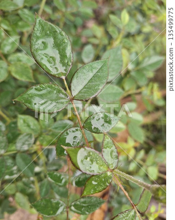 Close-up of vibrant green leaves with water droplets after rain, showcasing nature's freshness and beauty Close-up of vibrant green leaves with water droplets after rain, showcasing nature's freshness and beauty 135499775