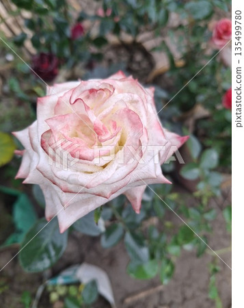 Soft Pink Edged Rose Bloom With Dew Drops for Romantic Floral Stock Imagery 135499780