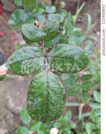 Close-Up Of Glossy Green Rose Leaves With Dew Drops On A Garden Branch Close-Up Of Glossy Green Rose Leaves With Dew Drops On A Garden Branch 135499842