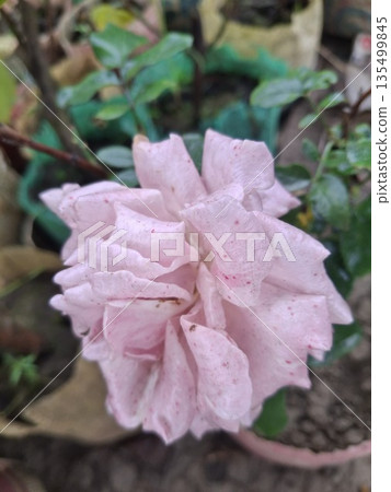 Soft Pink Rose in Morning Dew on Green Leaves, Close-Up Floral Beauty Soft Pink Rose in Morning Dew on Green Leaves, Close-Up Floral Beauty 135499845