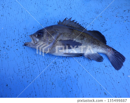 捕獲了一條石斑魚。 捕獲了一條石斑魚。 135499887