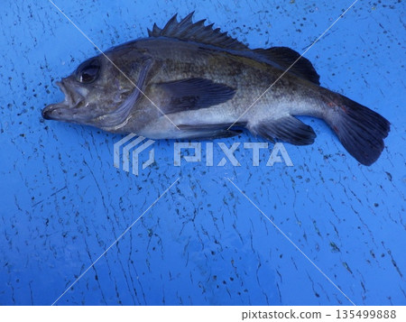 捕獲了一條石斑魚。 捕獲了一條石斑魚。 135499888