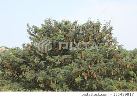 Tree in the Nature Hyderabad India Tree in the Nature Hyderabad India 135499917