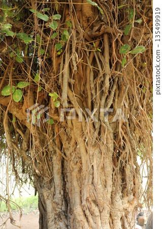 Tree in the Nature Hyderabad India 135499919