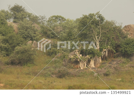Tree in the Nature Hyderabad India 135499921