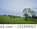 牧場山坡上的樹木 135499927