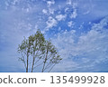 在藍天發光的樹 135499928