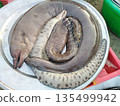 Moray eel Vietnam fish market Da Nang seaside Moray eel Vietnam fish market Da Nang seaside 135499942