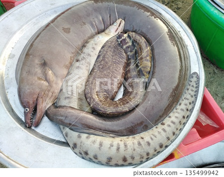 Moray eel Vietnam fish market Da Nang seaside Moray eel Vietnam fish market Da Nang seaside 135499942