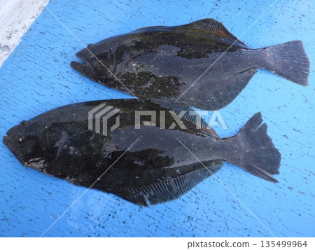 我釣到了一條野生比目魚。 我釣到了一條野生比目魚。 135499964