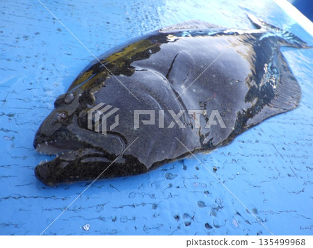 I caught a wild flounder I caught a wild flounder 135499968