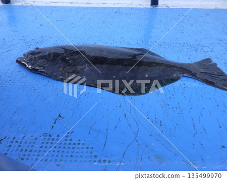 I caught a wild flounder I caught a wild flounder 135499970