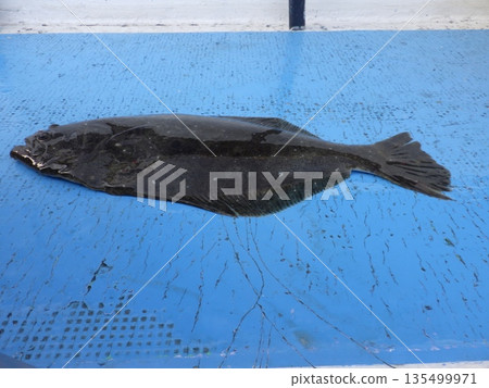 我釣到了一條野生比目魚。 我釣到了一條野生比目魚。 135499971