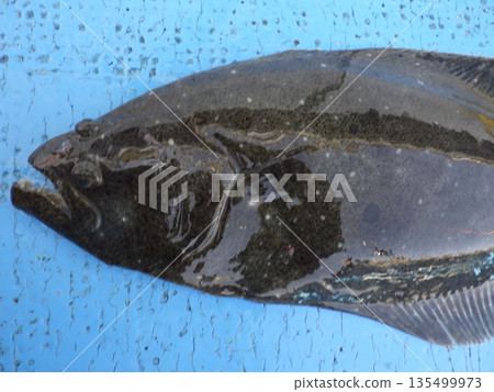 I caught a wild flounder 135499973