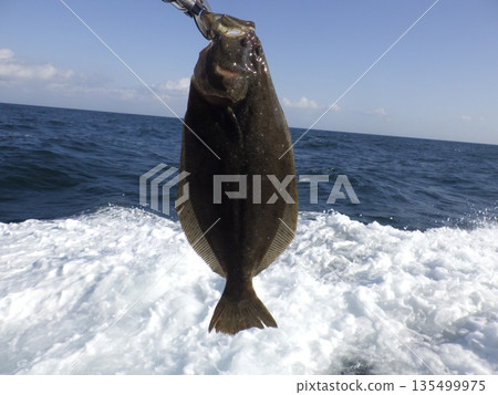 I caught a wild flounder I caught a wild flounder 135499975