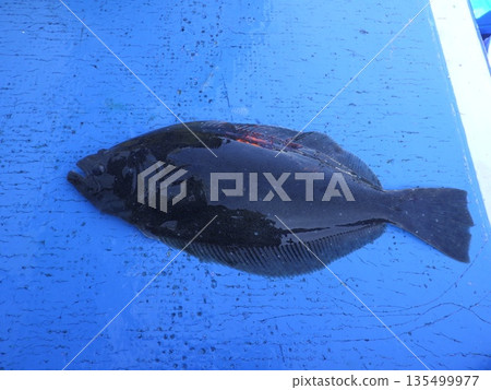 我釣到了一條野生比目魚。 我釣到了一條野生比目魚。 135499977