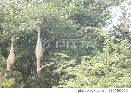Sparrow's Nest on the tree 135500054