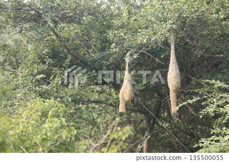 Sparrow's Nest on the tree Sparrow's Nest on the tree 135500055