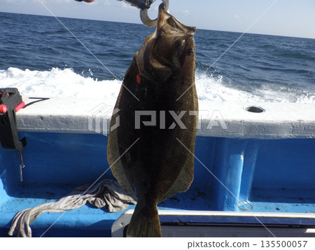 我去釣比目魚了。 135500057