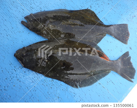 我去釣比目魚了。 我去釣比目魚了。 135500061