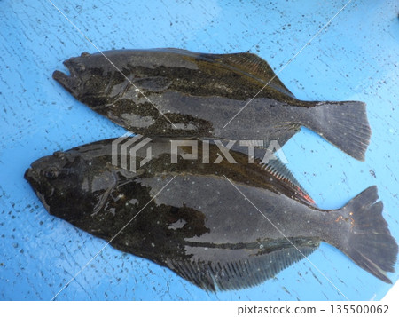 I went flounder fishing I went flounder fishing 135500062