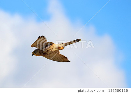 Gliding Kestrel 135500116