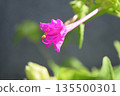 Oshiribana flower 135500301