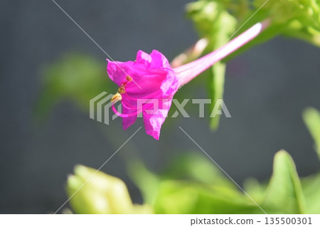 Oshiribana flower Oshiribana flower 135500301