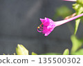 Oshiribana flower 135500302