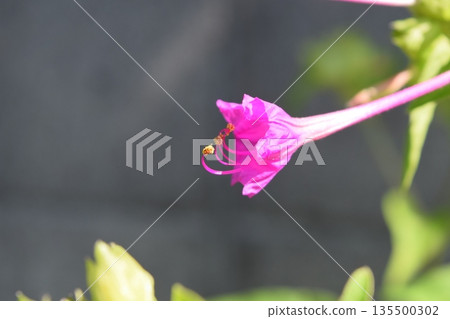 Oshiribana花 135500302