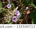 Hoshiagao flower 135500713