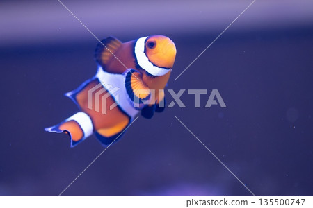 Swimming clownfish Swimming clownfish 135500747