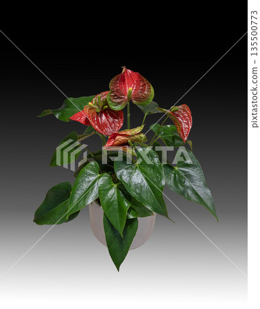 Anthurium andreanum, a tropical houseplant with a bright red spathe 135500773