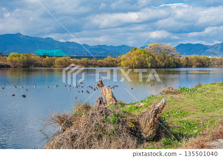 Winter scenery of the Katsura River, Kyoto City Winter scenery of the Katsura River, Kyoto City 135501040