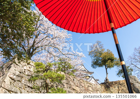Hikone Castle in spring in Hikone City, Shiga Prefecture Hikone Castle in spring in Hikone City, Shiga Prefecture 135501066