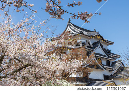 Hikone Castle in spring in Hikone City, Shiga Prefecture Hikone Castle in spring in Hikone City, Shiga Prefecture 135501067
