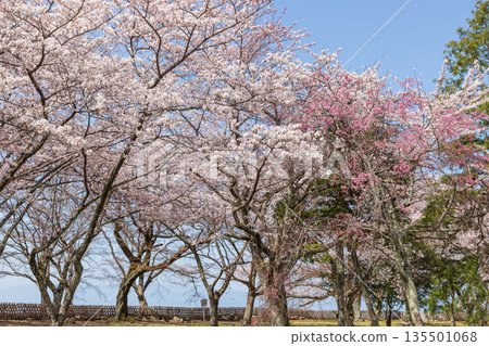 Cherry blossoms at Hikone Castle, Hikone City, Shiga Prefecture Cherry blossoms at Hikone Castle, Hikone City, Shiga Prefecture 135501068