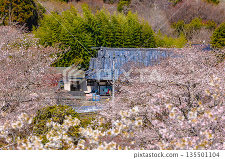西山公園(西山莊附近) 西山公園(西山莊附近) 135501104