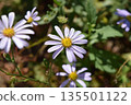 Flower of Nookagiku 135501122