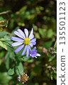 Flower of Nookagiku 135501123