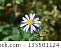 Flower of Nookagiku 135501124