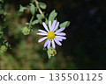 Flower of Nookagiku 135501125