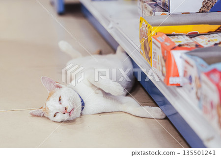 A cat of the Khao Manee breed is sleeping funny, sprawled on the floor in a store in Thailand, Sabai sabai. High quality photo 135501241