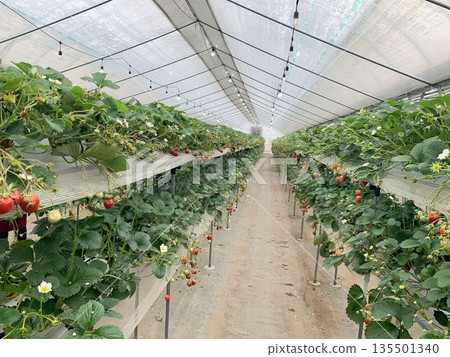 Ichigo House 135501340