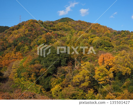 A mountain where the leaves have begun to change color 135501427