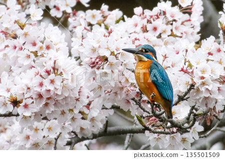 櫻花和翠鳥 135501509