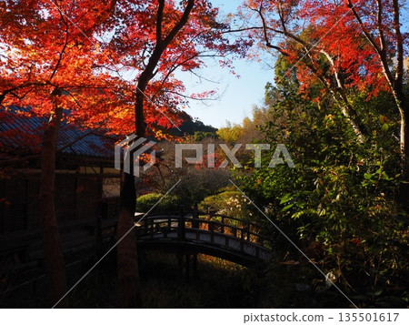 Autumn leaves at Kanshinji Temple in Kawachinagano City 135501617