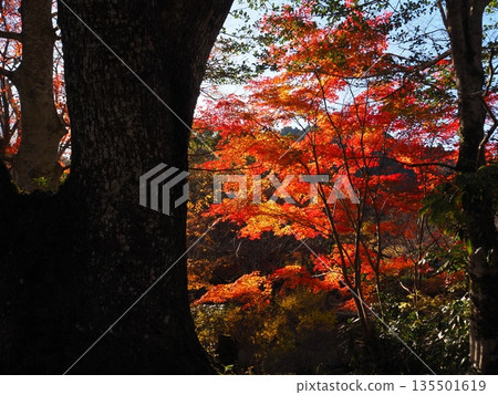 河中長野市觀心寺的秋葉 河中長野市觀心寺的秋葉 135501619
